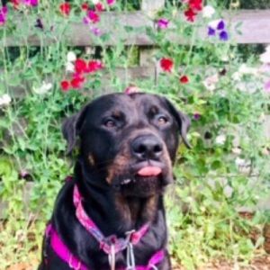 Meet your Posher, Francesca